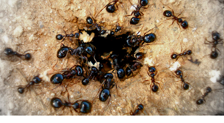 Formiche che entrano in un buco