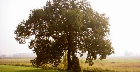 quercia