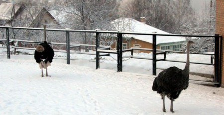 800px-Krasnoyarsk_Ostrich