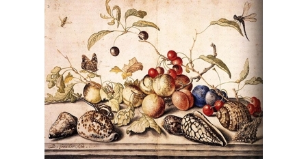 800px-Balthasar_van_der_Ast_-_Still-Life_with_Plums,_Cherries,_and_Shells_-_WGA01046