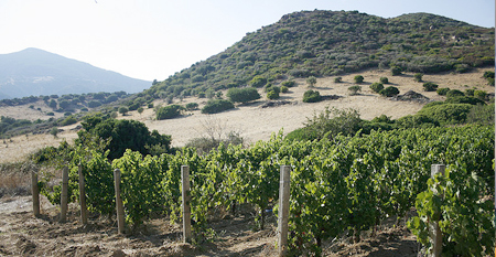 Vigneto di cannonau