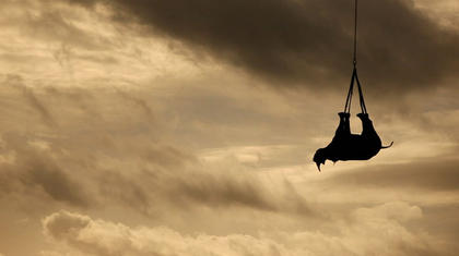 Un-rinoceronte-nero-in-viaggio-appeso-ad-un-elicottero-per-salvarlo-dalla-caccia-di-frodo_gal_portrait