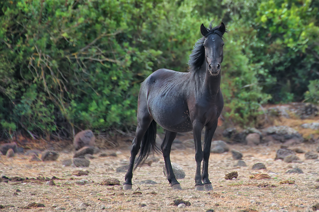 Cavallino della Giara