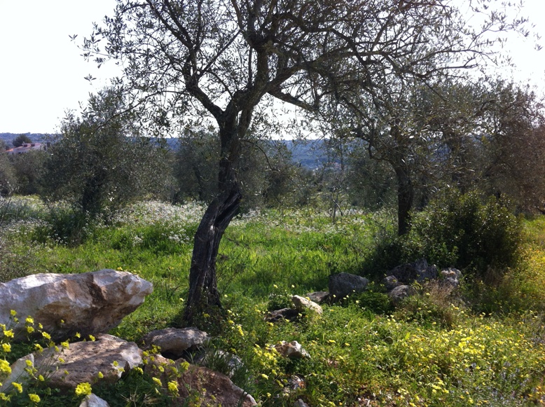 campagna bellieni