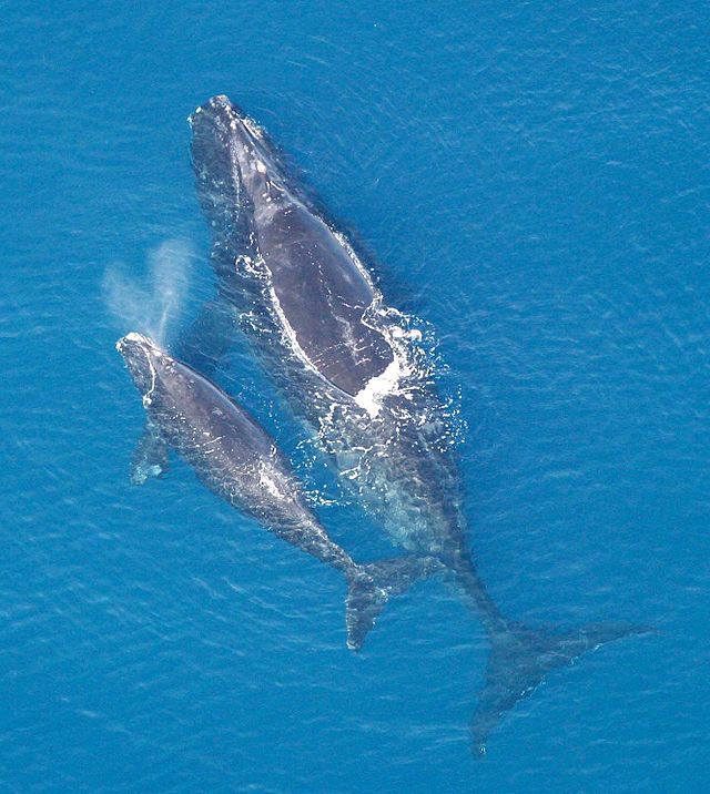 640px-eubalaena_glacialis_with_calf