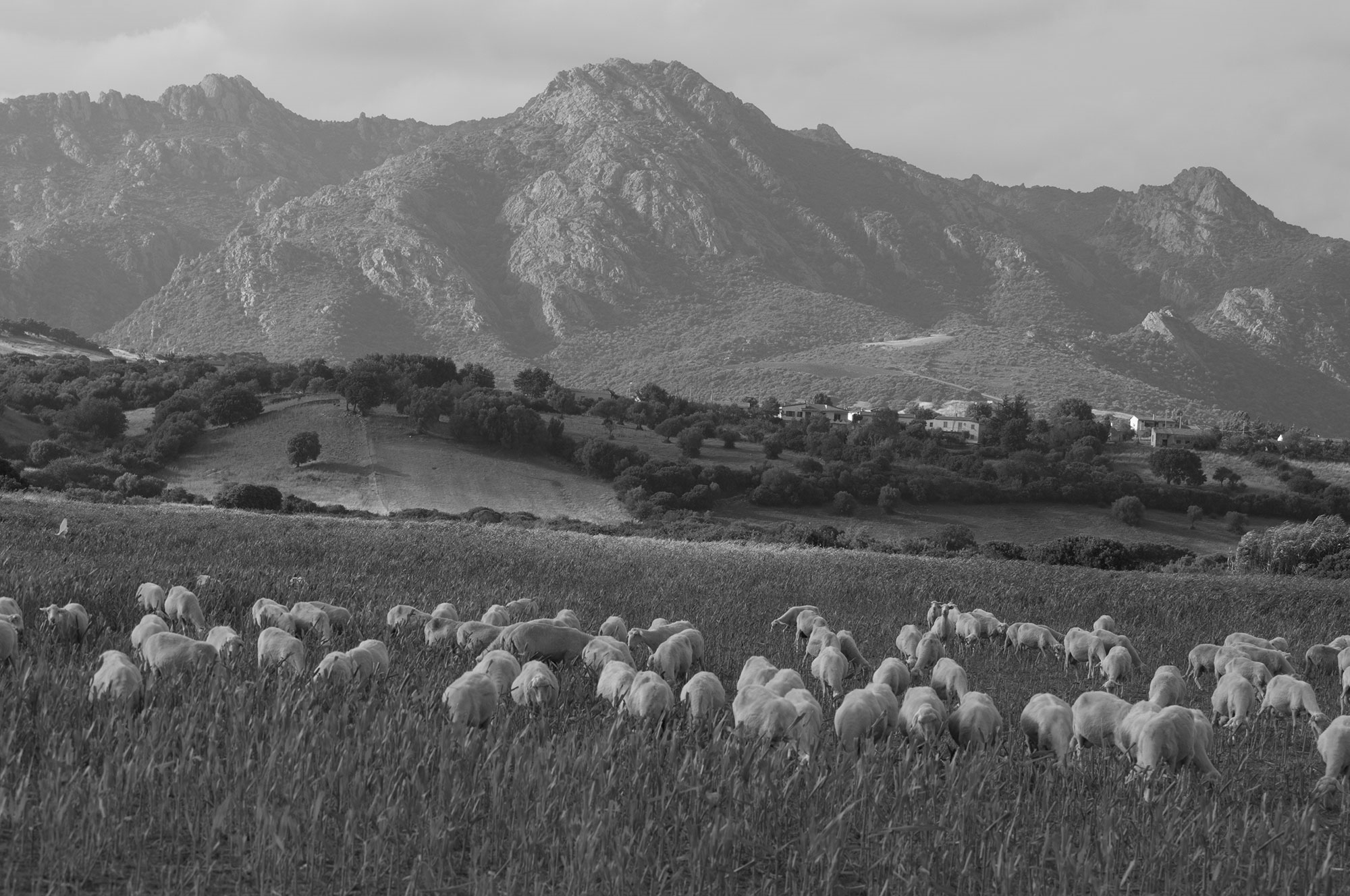 terre-sardegna terre-sardegna