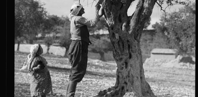 Poda-olivos-Palestina-foto-tomada_EDIIMA20151223_0559_19