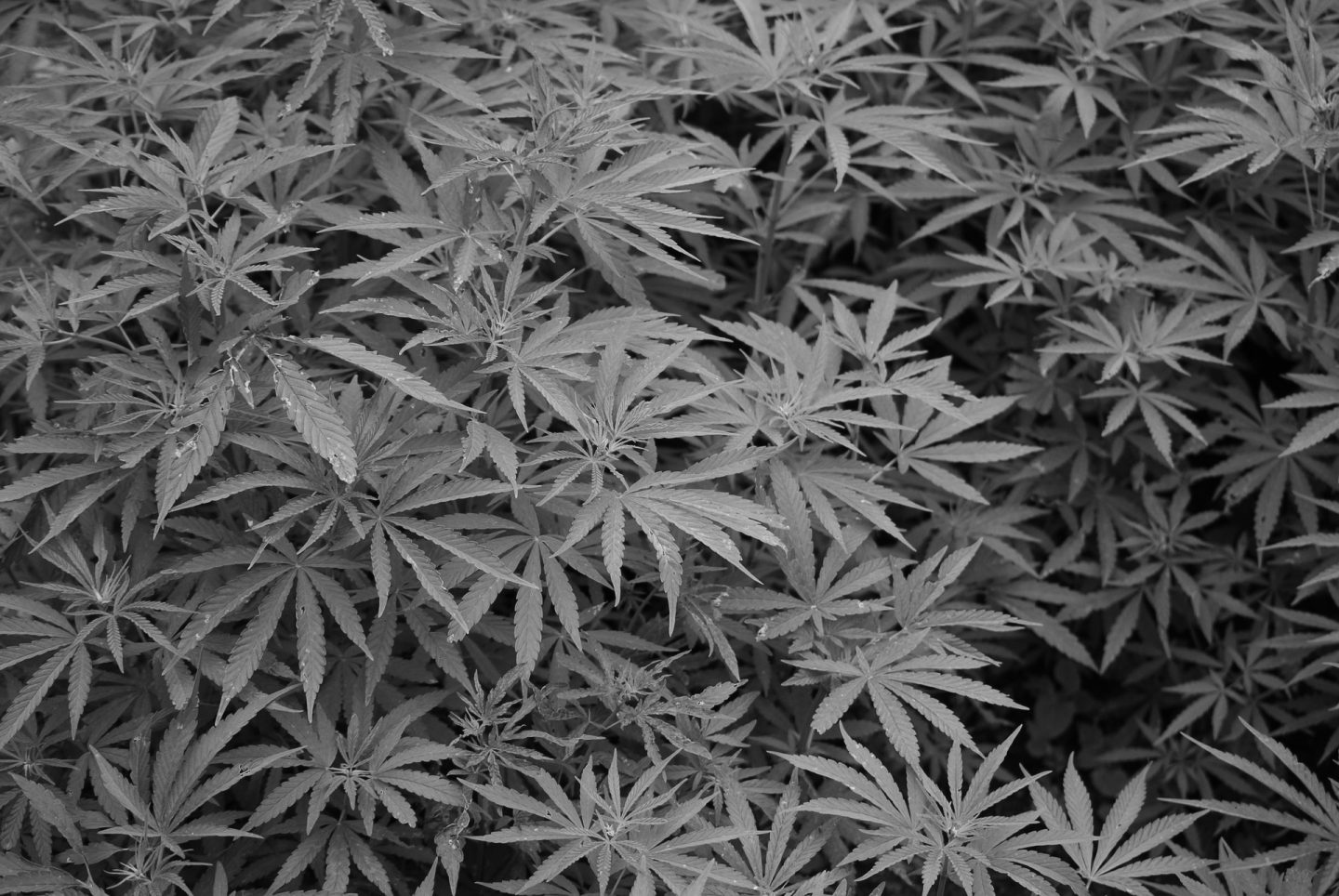 cannabis cannabis